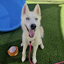 adopt-pet