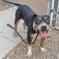 adopt-pet