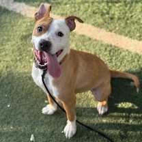 Thumbnail photo of Caution #3