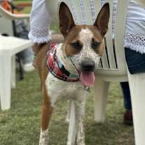 Thumbnail photo of Kalinda #1