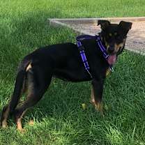 Thumbnail photo of Nellie #2