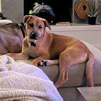 Thumbnail photo of Jarvis #4