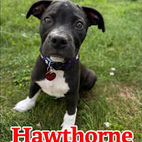 Thumbnail photo of Hawthorne #3