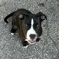 Thumbnail photo of Kodiak #2