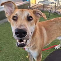 adopt-pet