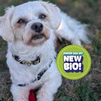 adopt-pet