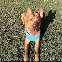 adopt-pet
