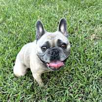 Thumbnail photo of Gump #1