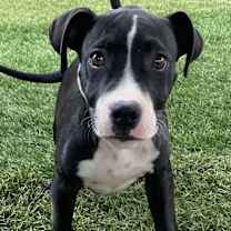 Thumbnail photo of Pixel #2