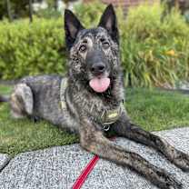 Thumbnail photo of Juno #1