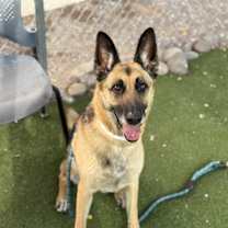 adopt-pet