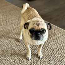 Thumbnail photo of Candee #2