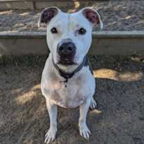 Thumbnail photo of Gus #3