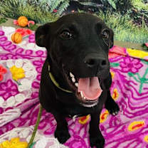 adopt-pet