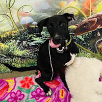 adopt-pet