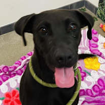 adopt-pet