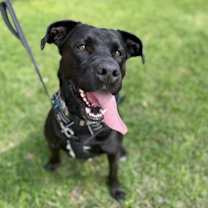 Thumbnail photo of Leo #1