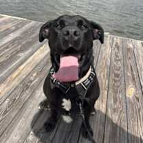 Thumbnail photo of Leo #2