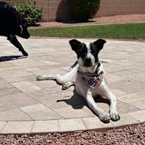 adopt-pet