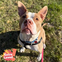 Thumbnail photo of The Rock #1