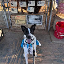 Thumbnail photo of Bailey_2 #3