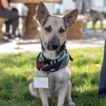 Thumbnail photo of Kabob #1