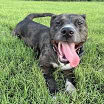 Thumbnail photo of Timber #2