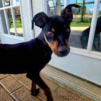 Thumbnail photo of Lumi #2