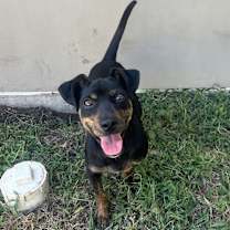 Thumbnail photo of Lumi #4