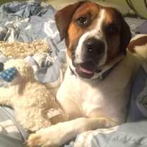 Thumbnail photo of Everest #3