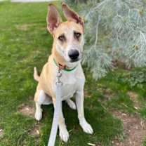 adopt-pet