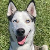adopt-pet