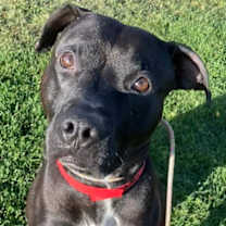 adopt-pet