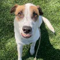 adopt-pet