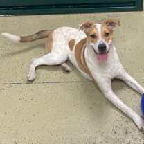 adopt-pet
