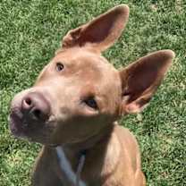 adopt-pet