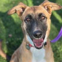 adopt-pet