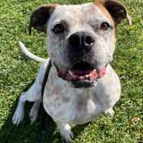 adopt-pet