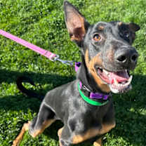 adopt-pet