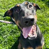 adopt-pet