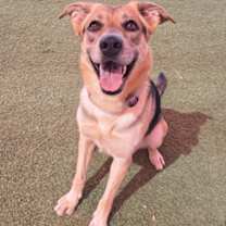 adopt-pet