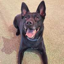 adopt-pet