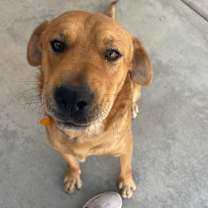 adopt-pet