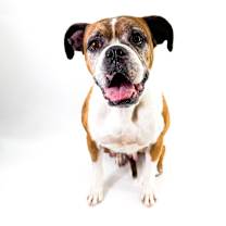 adopt-pet