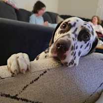 Thumbnail photo of Otis-Peoria, AZ #4