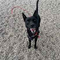 adopt-pet
