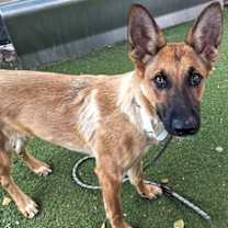 adopt-pet