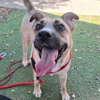 adopt-pet