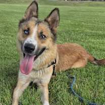 adopt-pet