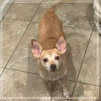 adopt-pet